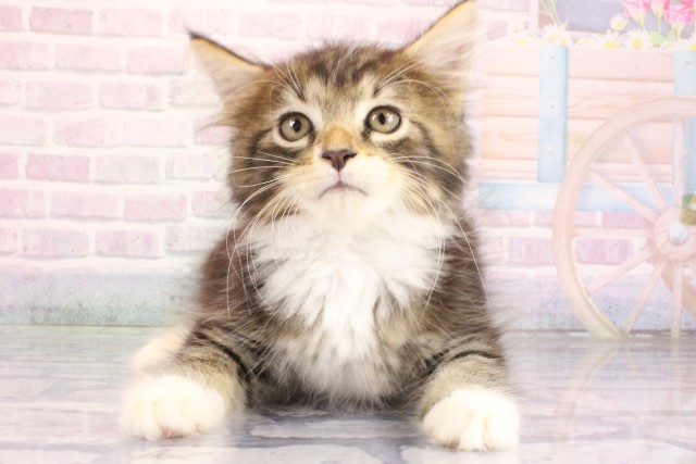 大阪府のメインクーン (Coo&RIKU梅田店/2026年6月18日生まれ/男の子/ブルータビーホワイト)の子猫の1枚目の画像