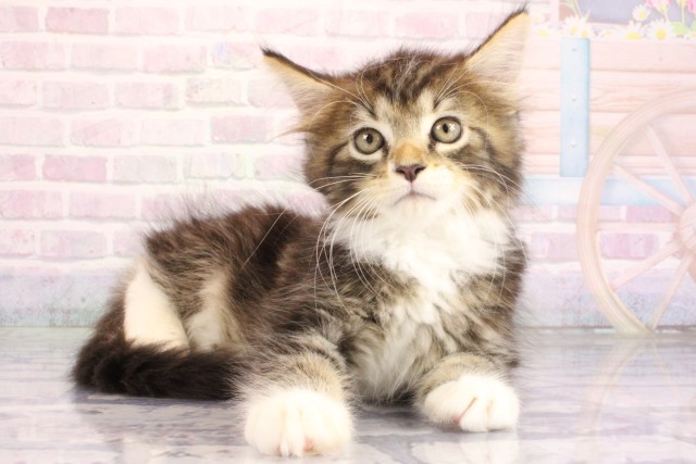 大阪府のメインクーン (Coo&RIKU梅田店/2026年6月18日生まれ/男の子/ブルータビーホワイト)の子猫の2枚目の画像