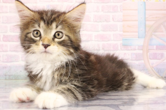 大阪府のメインクーン (Coo&RIKU梅田店/2026年6月18日生まれ/男の子/ブルータビーホワイト)の子猫の3枚目の画像