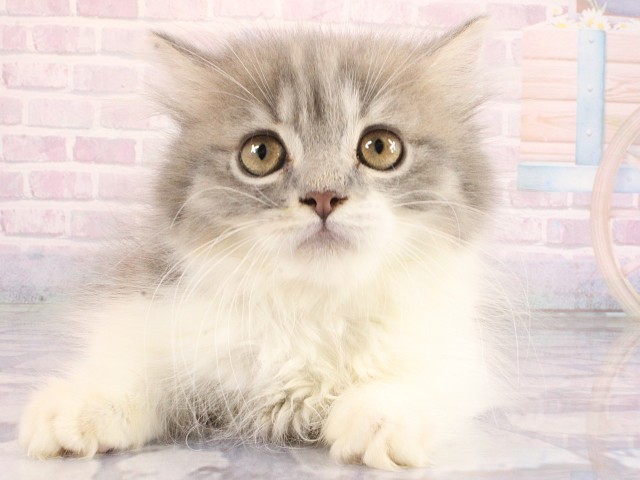 マンチカン