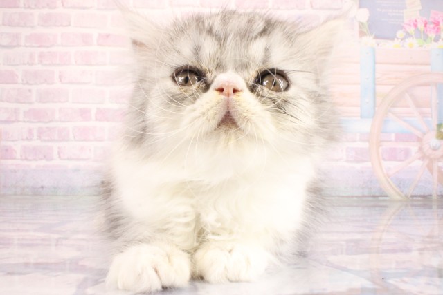 エキゾチック