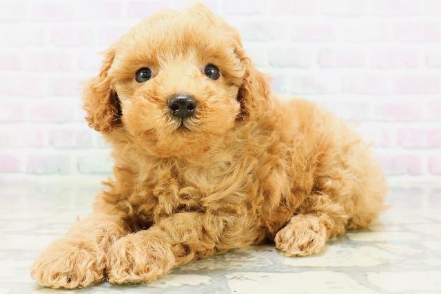千葉県のトイプードル(トイ) (Coo&RIKUアクロスモール新鎌ケ谷店/2026年6月15日生まれ/男の子/アプリコット)の子犬の2枚目の画像