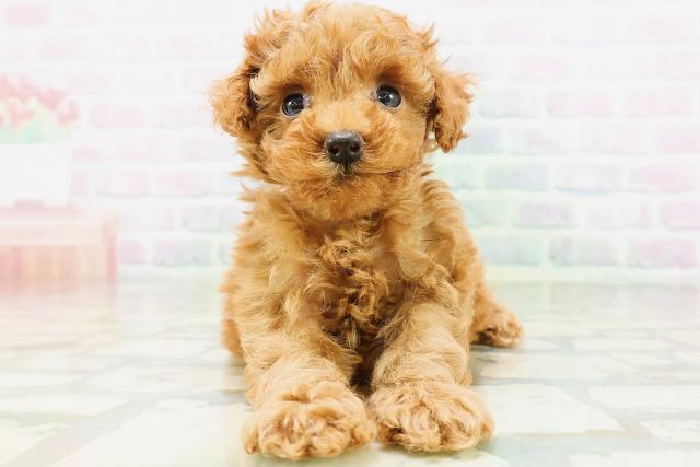 新潟県のトイプードル(トイ) (Coo&RIKU上越店/2026年6月15日生まれ/女の子/レッド)の子犬の1枚目の画像