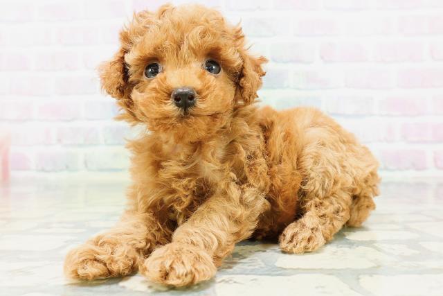新潟県のトイプードル(トイ) (Coo&RIKU上越店/2026年6月15日生まれ/女の子/レッド)の子犬の2枚目の画像