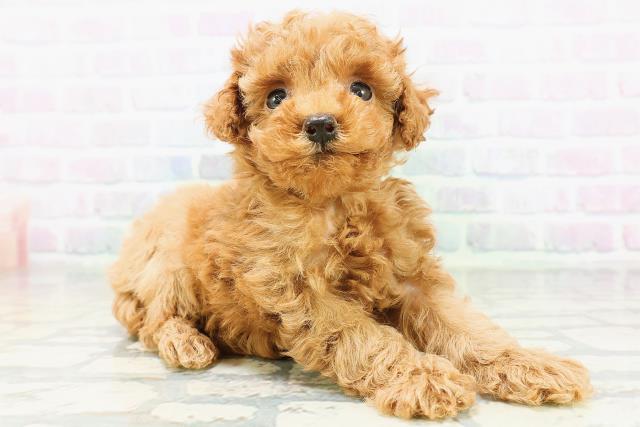 新潟県のトイプードル(トイ) (Coo&RIKU上越店/2026年6月15日生まれ/女の子/レッド)の子犬の3枚目の画像