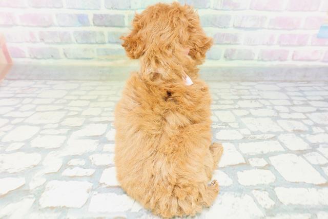 新潟県のトイプードル(トイ) (Coo&RIKU上越店/2026年6月15日生まれ/女の子/レッド)の子犬の4枚目の画像