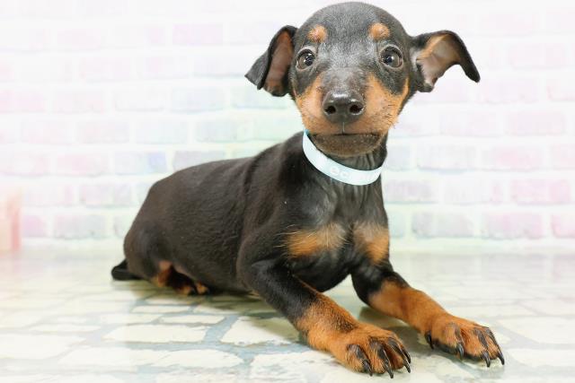 福井県のトイマンチェスターテリア (Coo&RIKU福井店/2026年6月22日生まれ/男の子/ブラックタン)の子犬の3枚目の画像