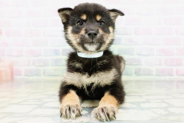 千葉県の柴犬(標準サイズ) (Coo&RIKUアクロスモール新鎌ケ谷店/2026年6月22日生まれ/男の子/黒)の子犬の1枚目の画像
