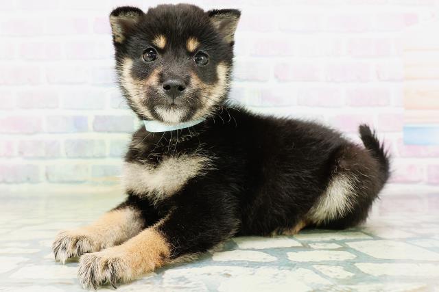 千葉県の柴犬(標準サイズ) (Coo&RIKUアクロスモール新鎌ケ谷店/2026年6月22日生まれ/男の子/黒)の子犬の2枚目の画像