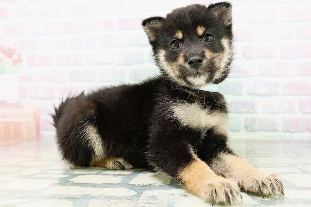 千葉県の柴犬(標準サイズ) (Coo&RIKUアクロスモール新鎌ケ谷店/2026年6月22日生まれ/男の子/黒)の子犬の3枚目の画像