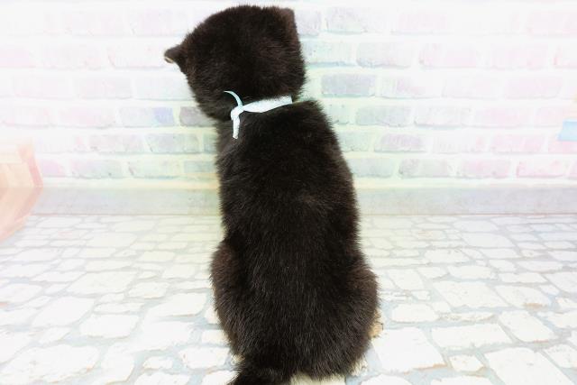 千葉県の柴犬(標準サイズ) (Coo&RIKUアクロスモール新鎌ケ谷店/2026年6月22日生まれ/男の子/黒)の子犬の4枚目の画像