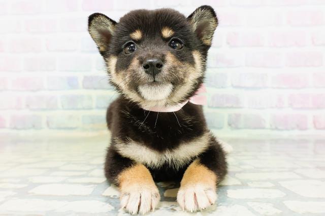 北海道の柴犬(標準サイズ) (Coo&RIKU釧路店/2026年6月22日生まれ/女の子/黒)の子犬の1枚目の画像