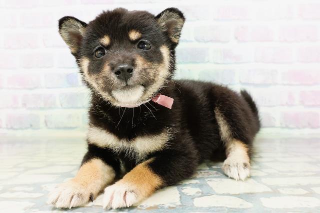 北海道の柴犬(標準サイズ) (Coo&RIKU釧路店/2026年6月22日生まれ/女の子/黒)の子犬の2枚目の画像
