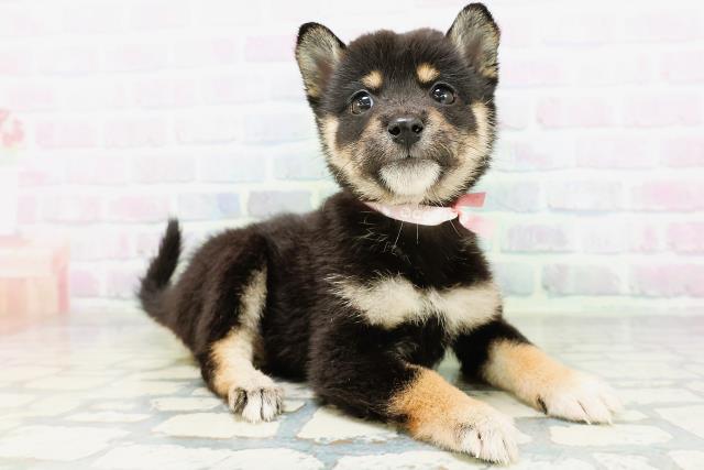 北海道の柴犬(標準サイズ) (Coo&RIKU釧路店/2026年6月22日生まれ/女の子/黒)の子犬の3枚目の画像