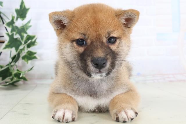 柴犬