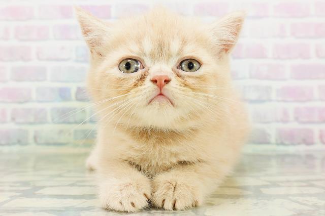 大阪府のエキゾチック (Coo&RIKU梅田店/2026年6月21日生まれ/男の子/クリーム)の子猫の1枚目の画像
