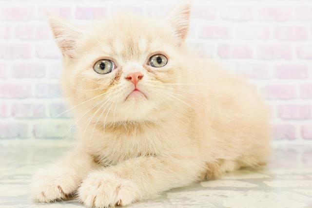 大阪府のエキゾチック (Coo&RIKU梅田店/2026年6月21日生まれ/男の子/クリーム)の子猫の2枚目の画像