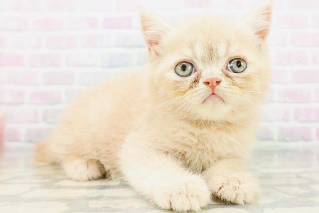 大阪府のエキゾチック (Coo&RIKU梅田店/2026年6月21日生まれ/男の子/クリーム)の子猫の3枚目の画像