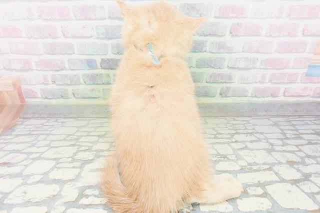 大阪府のエキゾチック (Coo&RIKU梅田店/2026年6月21日生まれ/男の子/クリーム)の子猫の4枚目の画像