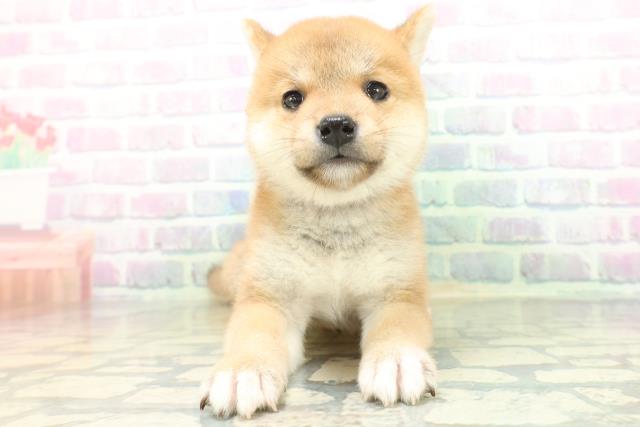 北海道の豆柴 (Coo&RIKU札幌東店/2026年6月23日生まれ/女の子/赤)の子犬の1枚目の画像