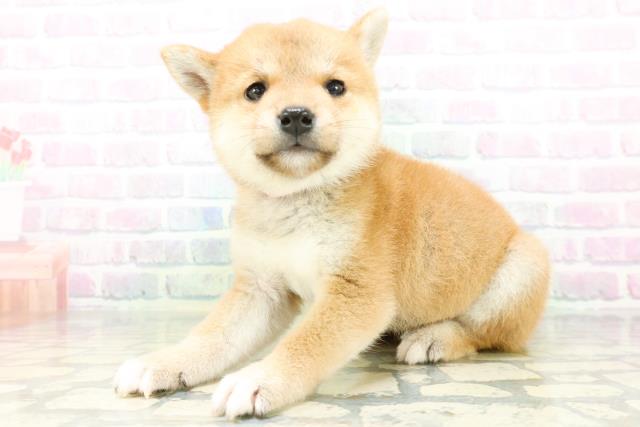 北海道の豆柴 (Coo&RIKU札幌東店/2026年6月23日生まれ/女の子/赤)の子犬の2枚目の画像
