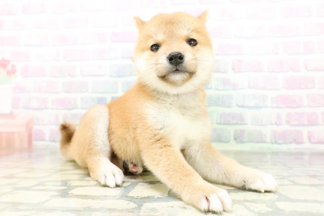 北海道の豆柴 (Coo&RIKU札幌東店/2026年6月23日生まれ/女の子/赤)の子犬の3枚目の画像
