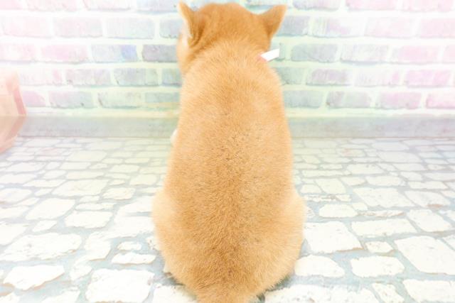 北海道の豆柴 (Coo&RIKU札幌東店/2026年6月23日生まれ/女の子/赤)の子犬の4枚目の画像