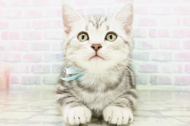 石川県のアメリカンショートヘアー (Coo&RIKU金沢店/2026年6月5日生まれ/男の子/シルバータビー)の子猫の1枚目の画像