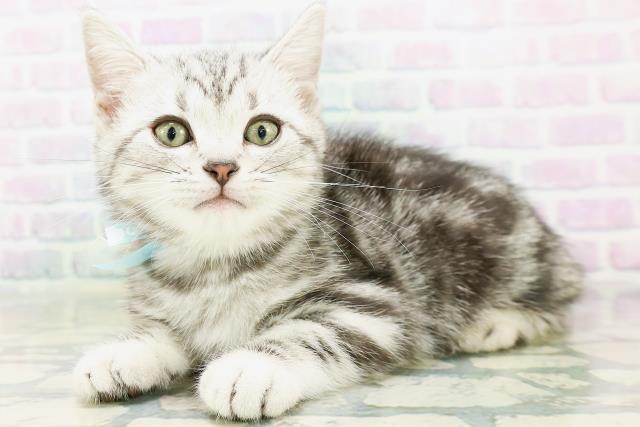 石川県のアメリカンショートヘアー (Coo&RIKU金沢店/2026年6月5日生まれ/男の子/シルバータビー)の子猫の2枚目の画像