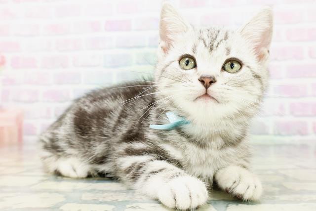 石川県のアメリカンショートヘアー (Coo&RIKU金沢店/2026年6月5日生まれ/男の子/シルバータビー)の子猫の3枚目の画像