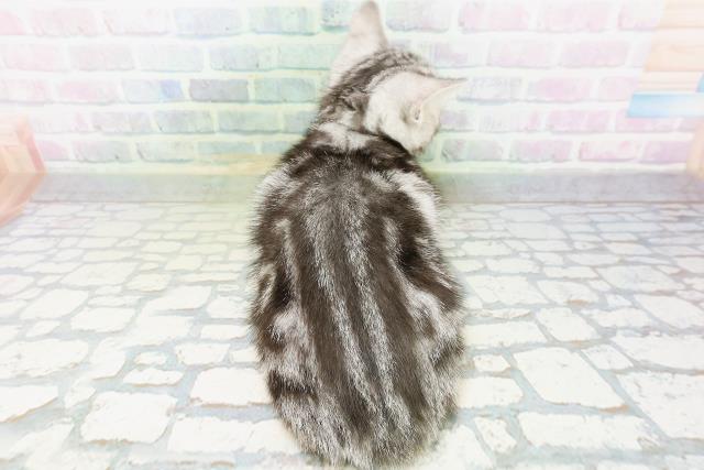 石川県のアメリカンショートヘアー (Coo&RIKU金沢店/2026年6月5日生まれ/男の子/シルバータビー)の子猫の4枚目の画像