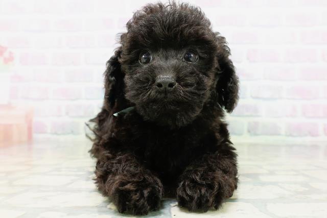 新潟県のトイプードル(トイ) (Coo&RIKU長岡店/2026年6月22日生まれ/男の子/ブラック)の子犬の1枚目の画像