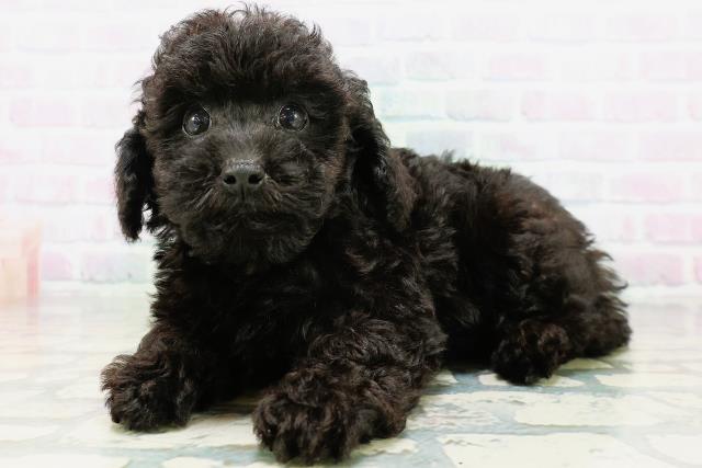 新潟県のトイプードル(トイ) (Coo&RIKU長岡店/2026年6月22日生まれ/男の子/ブラック)の子犬の2枚目の画像