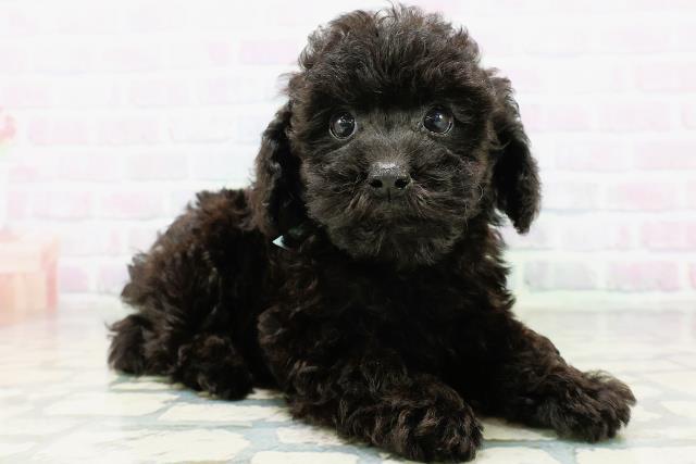 新潟県のトイプードル(トイ) (Coo&RIKU長岡店/2026年6月22日生まれ/男の子/ブラック)の子犬の3枚目の画像