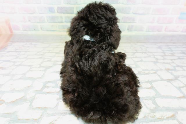 新潟県のトイプードル(トイ) (Coo&RIKU長岡店/2026年6月22日生まれ/男の子/ブラック)の子犬の4枚目の画像