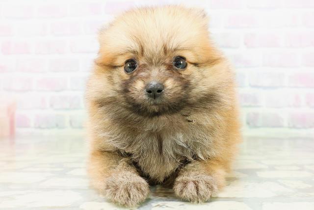 富山県のポメラニアン (Coo&RIKU富山店/2026年6月21日生まれ/女の子/オレンジセーブル)の子犬の1枚目の画像