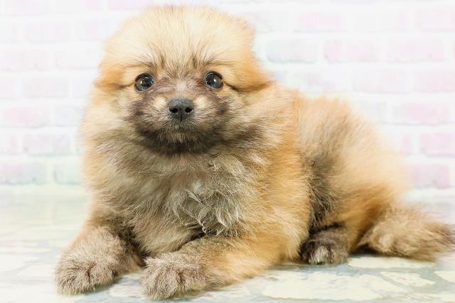 富山県のポメラニアン (Coo&RIKU富山店/2026年6月21日生まれ/女の子/オレンジセーブル)の子犬の2枚目の画像