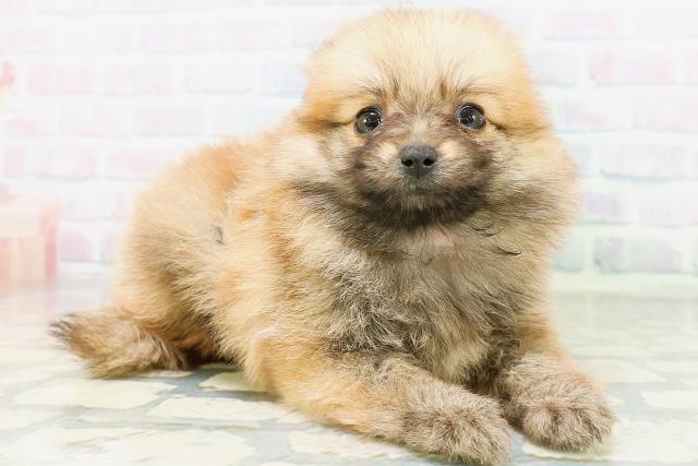 富山県のポメラニアン (Coo&RIKU富山店/2026年6月21日生まれ/女の子/オレンジセーブル)の子犬の3枚目の画像