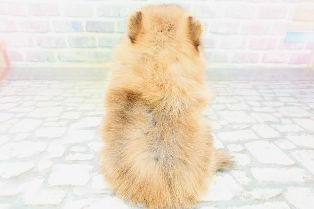 富山県のポメラニアン (Coo&RIKU富山店/2026年6月21日生まれ/女の子/オレンジセーブル)の子犬の4枚目の画像