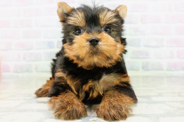 徳島県のヨークシャーテリア (Coo&RIKU徳島店/2026年6月22日生まれ/男の子/スチールブルータン)の子犬の1枚目の画像