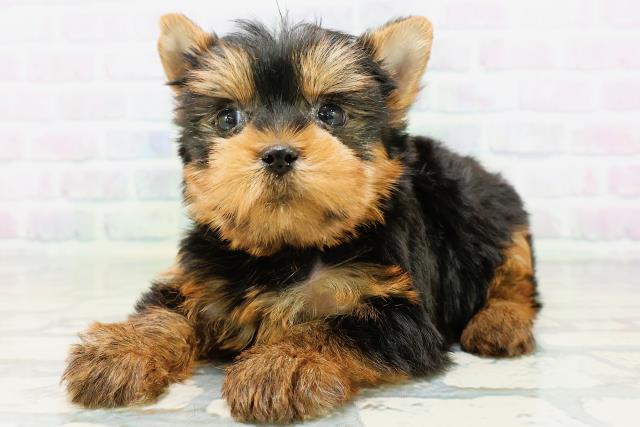 徳島県のヨークシャーテリア (Coo&RIKU徳島店/2026年6月22日生まれ/男の子/スチールブルータン)の子犬の2枚目の画像