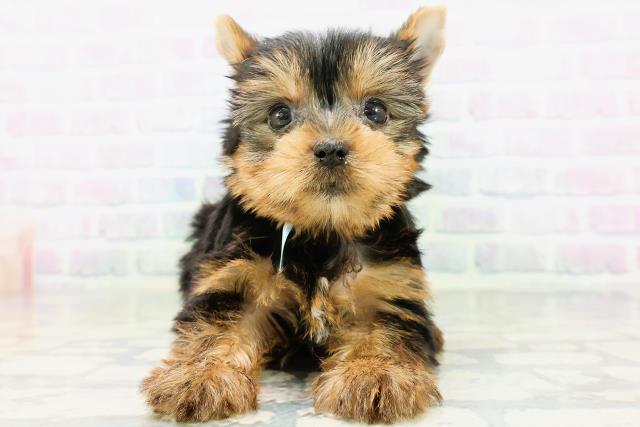 高知県のヨークシャーテリア (Coo&RIKUのいち店/2026年6月22日生まれ/男の子/スチールブルータン)の子犬の1枚目の画像