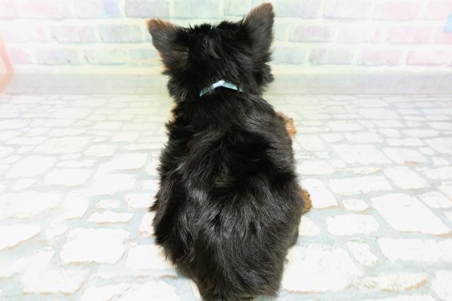 高知県のヨークシャーテリア (Coo&RIKUのいち店/2026年6月22日生まれ/男の子/スチールブルータン)の子犬の4枚目の画像