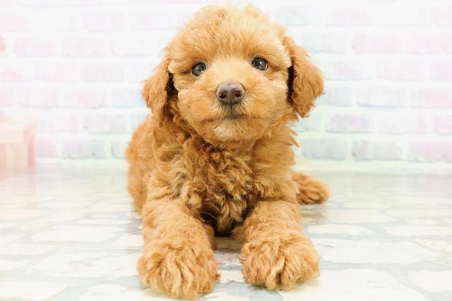 東京都のトイプードル(トイ) (Coo&RIKU武蔵小山店/2026年6月23日生まれ/男の子/レッド)の子犬の1枚目の画像