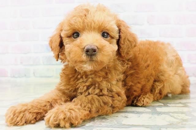 東京都のトイプードル(トイ) (Coo&RIKU武蔵小山店/2026年6月23日生まれ/男の子/レッド)の子犬の2枚目の画像