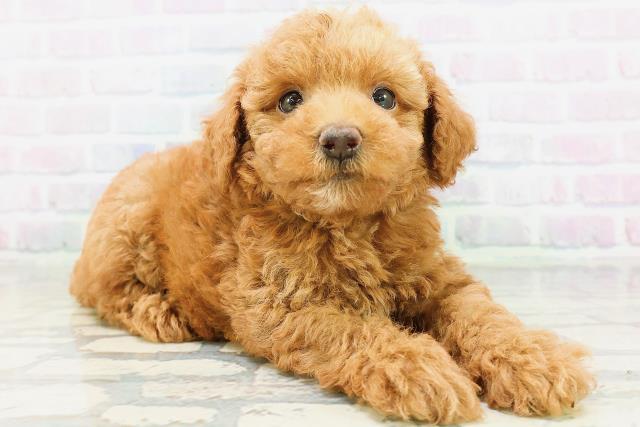 東京都のトイプードル(トイ) (Coo&RIKU武蔵小山店/2026年6月23日生まれ/男の子/レッド)の子犬の3枚目の画像