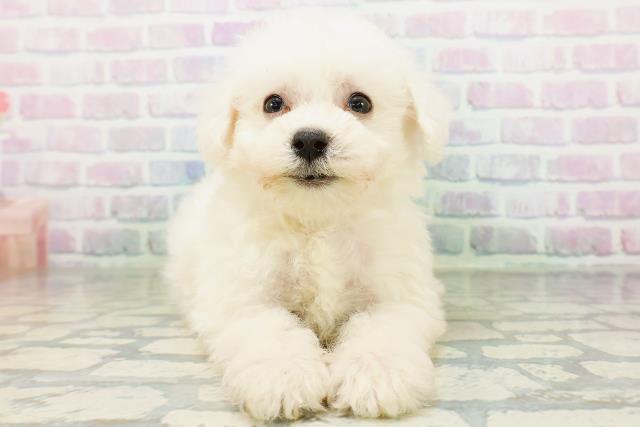 山口県のビションフリーゼ (Coo&RIKUシーモール下関店/2026年6月23日生まれ/女の子/ホワイト)の子犬の1枚目の画像