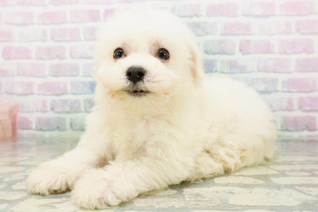 山口県のビションフリーゼ (Coo&RIKUシーモール下関店/2026年6月23日生まれ/女の子/ホワイト)の子犬の2枚目の画像