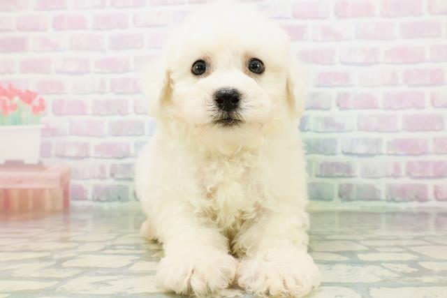 東京都のビションフリーゼ (Coo&RIKU池袋西口店/2026年6月23日生まれ/男の子/ホワイト)の子犬の1枚目の画像