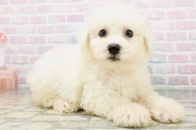 東京都のビションフリーゼ (Coo&RIKU池袋西口店/2026年6月23日生まれ/男の子/ホワイト)の子犬の3枚目の画像